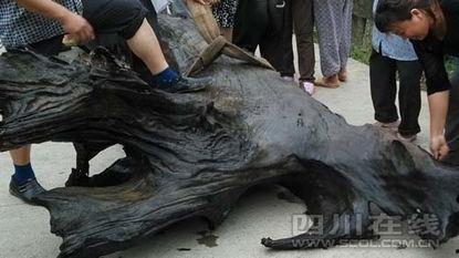 乌木新闻视频,揭秘乌木产业现状与挑战